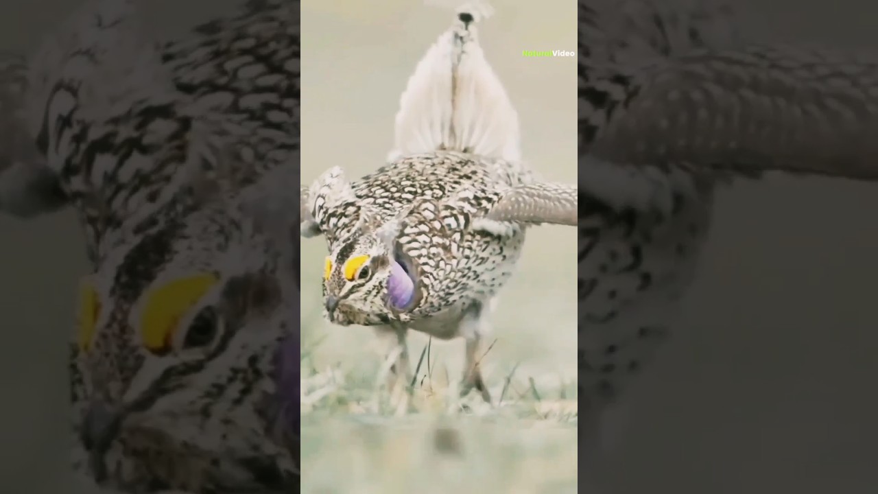Bird with beautiful display #nature #shorts
