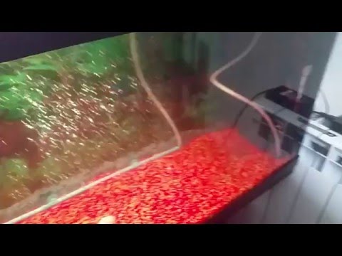 Video: Il Rumore Dell'aeratore Interferisce Con I Pesci D'acquario?