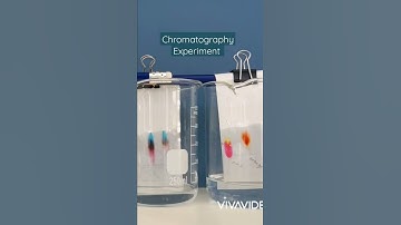 Year 7/8 Chromatography Experiment