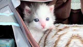 Tiny Kitten Found All Alone In A Yard Is So Mighty And Super Cute After Rescued