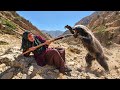 The badger attacked Mahrokh; defense with a spear in the mountain pass!🐅🦫🐆🐅