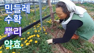 노란 민들레 꽃밭, 약효, 효능 (루비로망 포도밭)