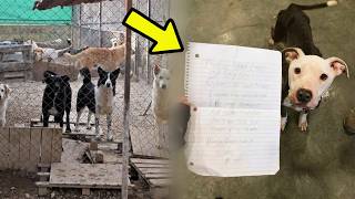 How A Lost Dog Wrote A Note That Saved An Entire Animal Shelter