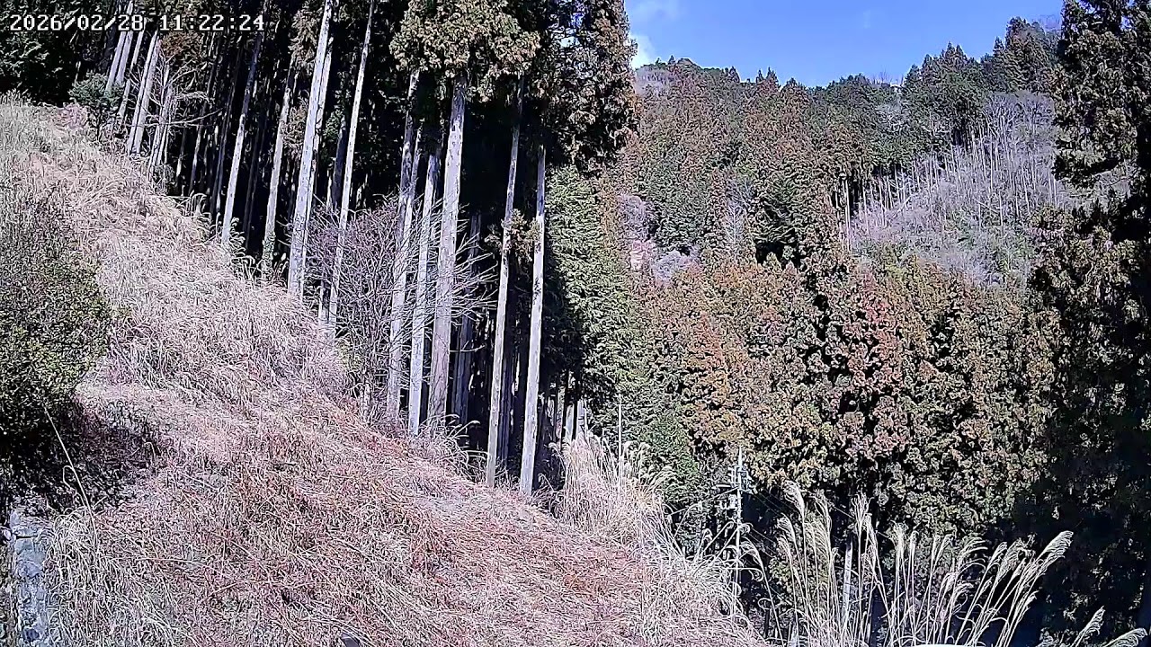 東京都西多摩郡檜原村森林ライブカメラ Tokyo Nishitama Live camera.world.cam