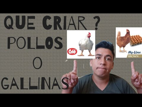 Video: Cómo Criar Pollos En La Casa De Campo De Ponedoras Y Pollos De Engorde, En La Tarde Del Verano (por Dónde Empezar, Razas, Pros Y Contras, Etc.)