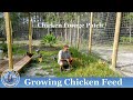 How to Grow Chicken Feed