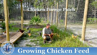 How To Grow Chicken Feed
