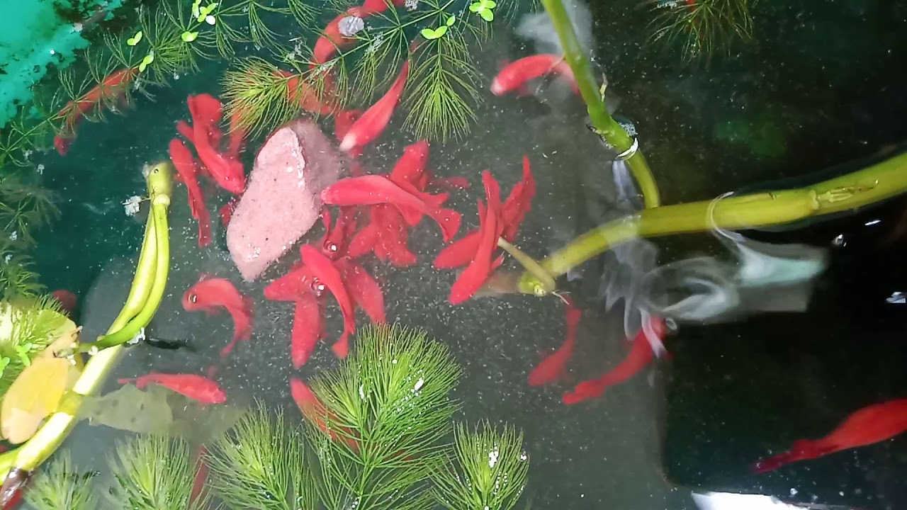 Betta Super red - YouTube