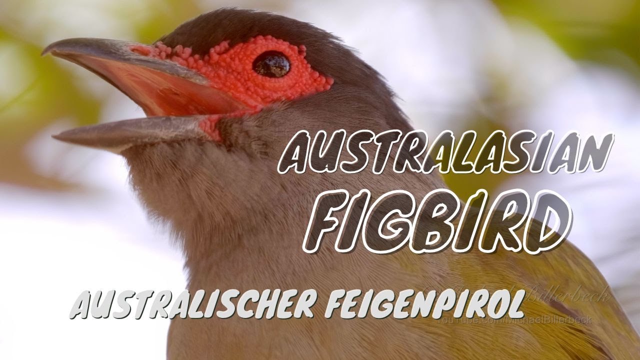 Australasian Figbird Call birds birdsounds YouTube