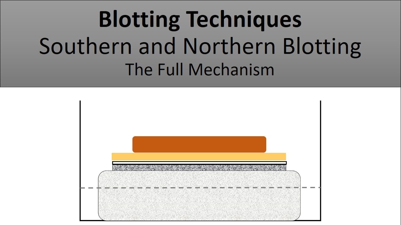 the principle of southern blotting and northern blotting blotting blotting techniques