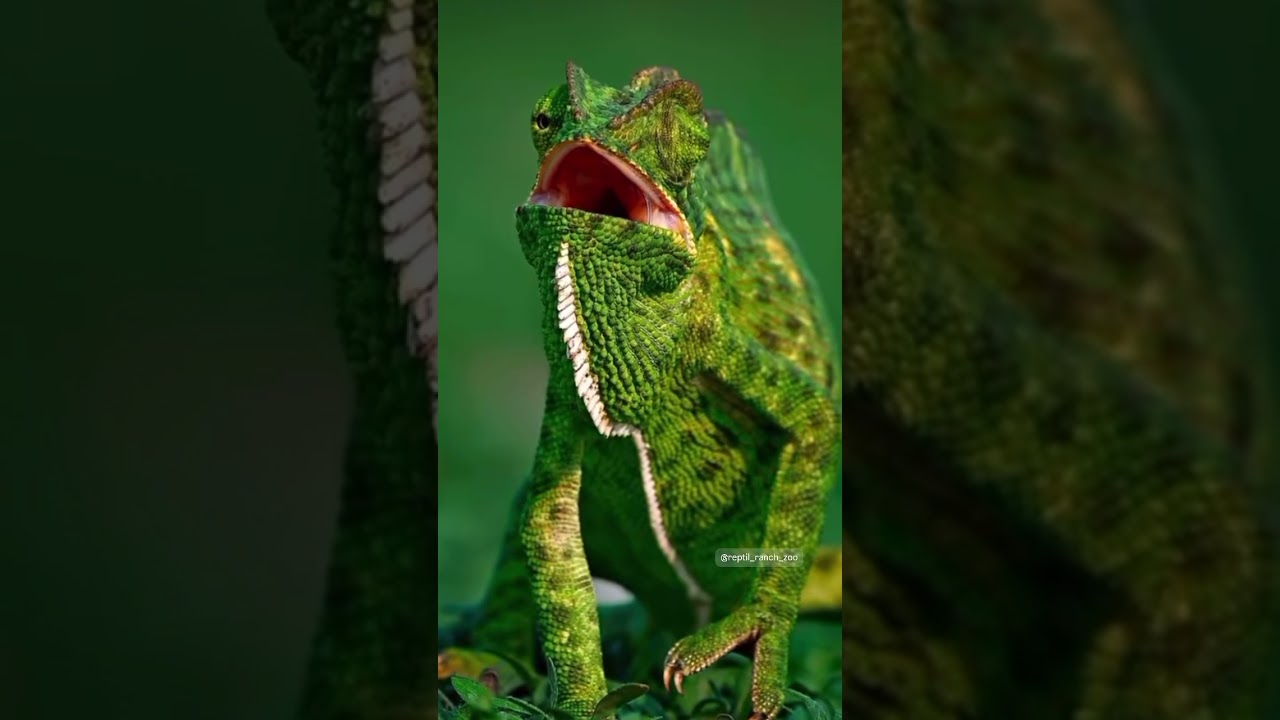 Camaleón cazando su presa 🪰 