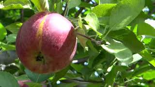 Beautiful red apple video background no copyright