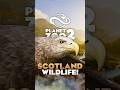 ☓ SCOTLAND is FOREVER in PLANET ZOO 2! | #planetzoo #planetzoo2