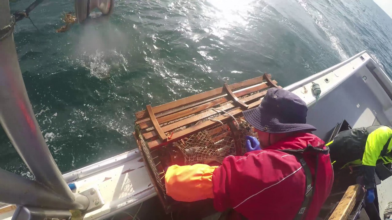 Pulling Lobster Traps YouTube