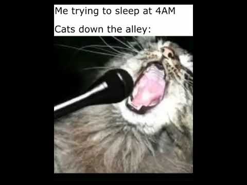 Video Cats Down the Alley - youtube