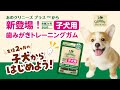 2023 グリニーズ プラス 子犬用 歯みがきトレーニングガム　telop 186sec