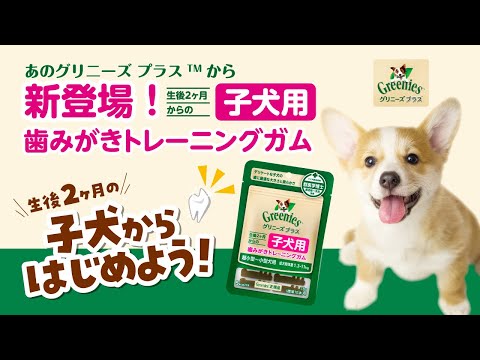 ♥️クリーニング済♥️【D&G】S ブラック 犬柄 異素材 楽天市場】グリニーズ プラス 目の健康維持 超小型犬用 2