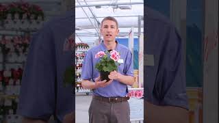 Moxie!™ Pink Splash | Syngenta Flowers