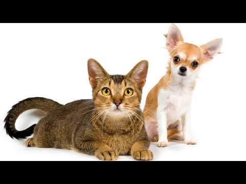 Видео: Преимущества содержания домашних животных на дому - Альтернативы традиционному интернату для кошек и собак
