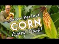 PERFECT Corn Every Time 🌽  How to Grow the Best Corn!