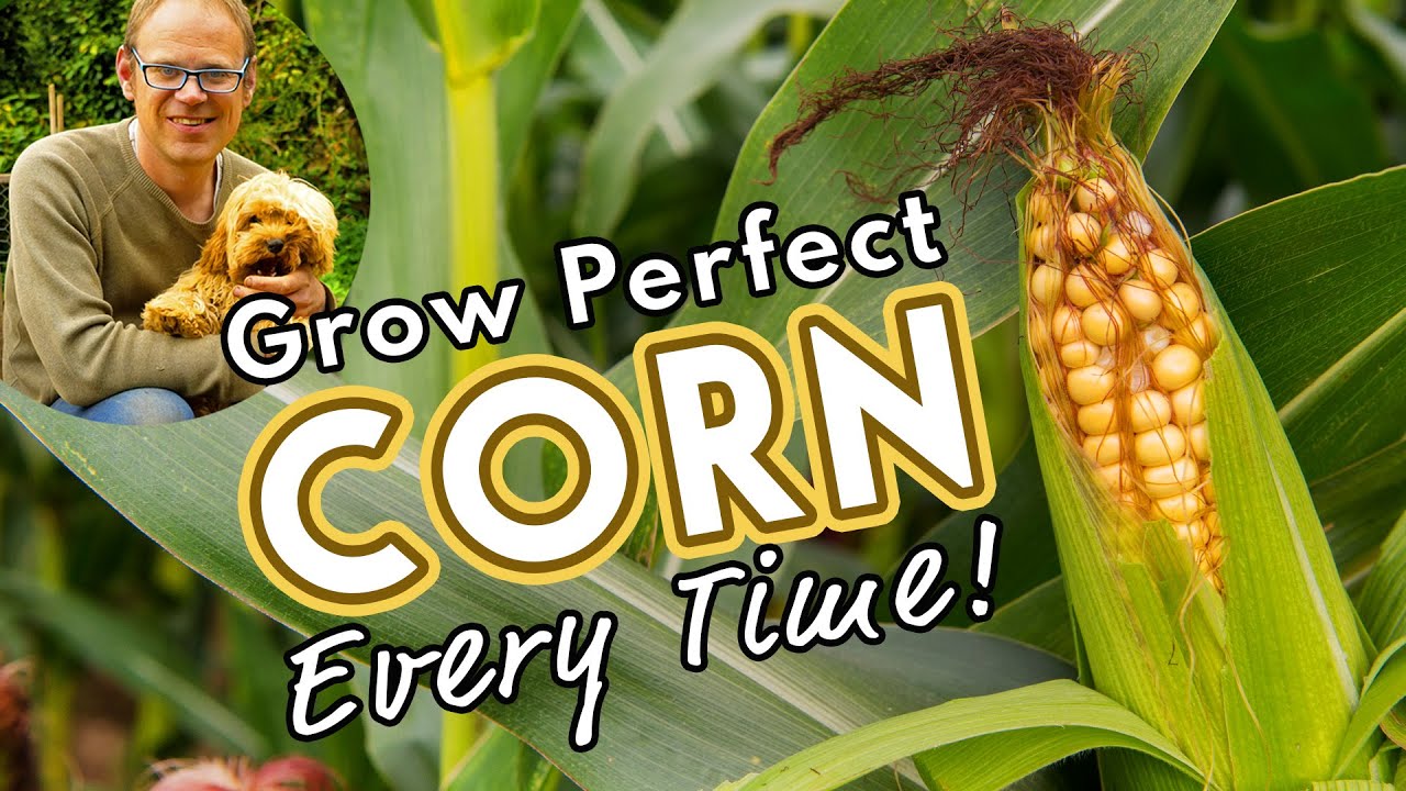 🌽 How to Grow the Best Corn! YouTube