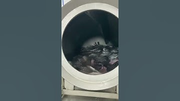 Tilapia Marinating Gutted Descaled Meat Tumbler #tilapia #fishprocessing