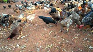 Criação Galinha Caipira