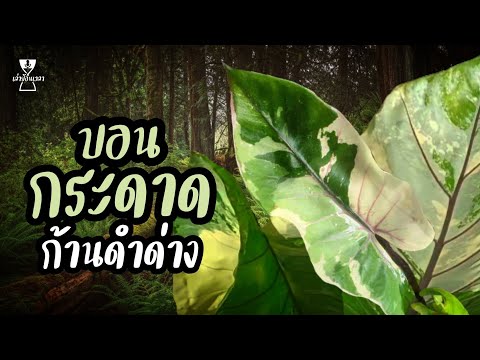 บอนกระดาด-ก้านดำด่าง-ไม้ด่างหา