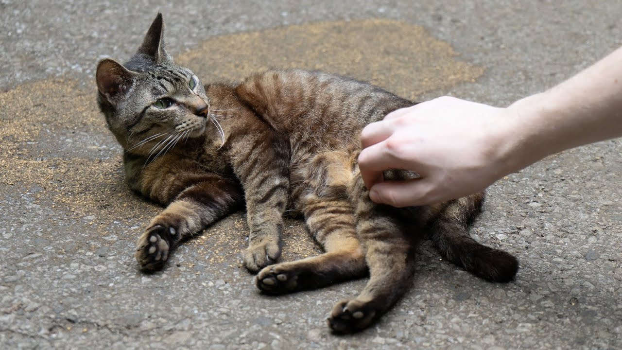 東池袋中央公園は猫楽園だったのか 行ってみた Youtube