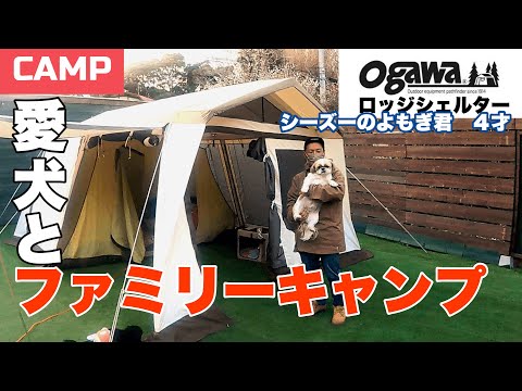 【ファミリーキャンプ🔥】ogawaテント🏕仲良しご家族とシーズーちゃんのご来場