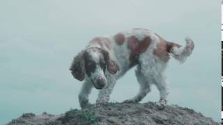 Dog Mep - Fire (Laylayl Lilac)
