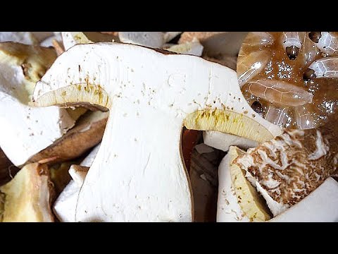 Wideo: Gorchak: co to za grzyb i czy można go zjeść?
