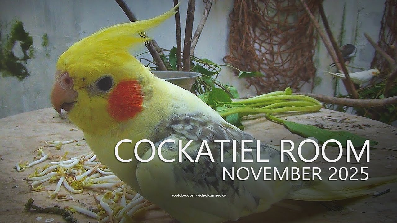 Cockatiel Room: November 2025, Part 4