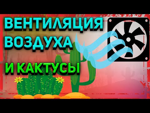 Вентиляция воздуха. Уход за кактусом. Кактусы и суккуленты.