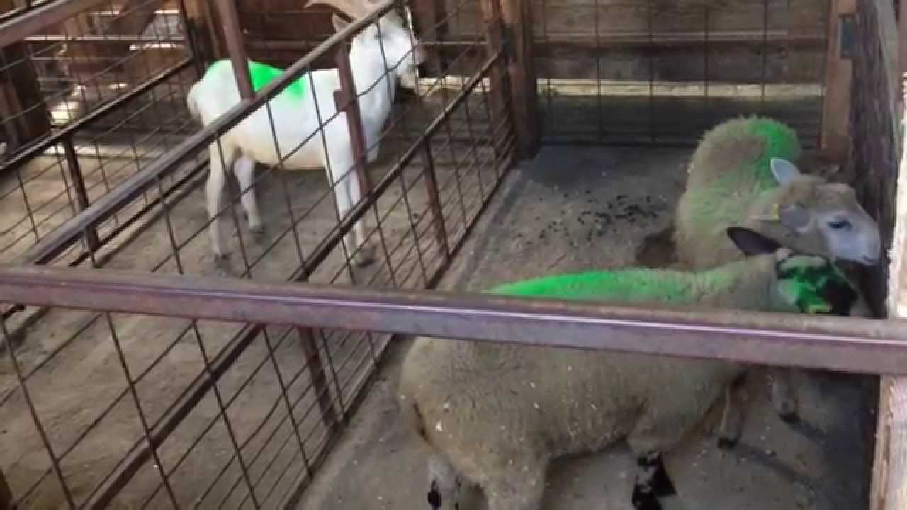 Livestock Auction, Ontario, Canada | Part 1