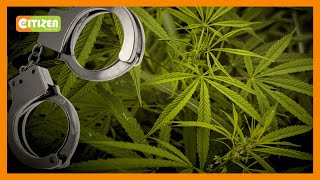Police seize over 500Kgs of marijuana worth about Ksh 15m