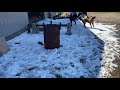 Cane corso and french mastiff dogue de bordeaux play in snow