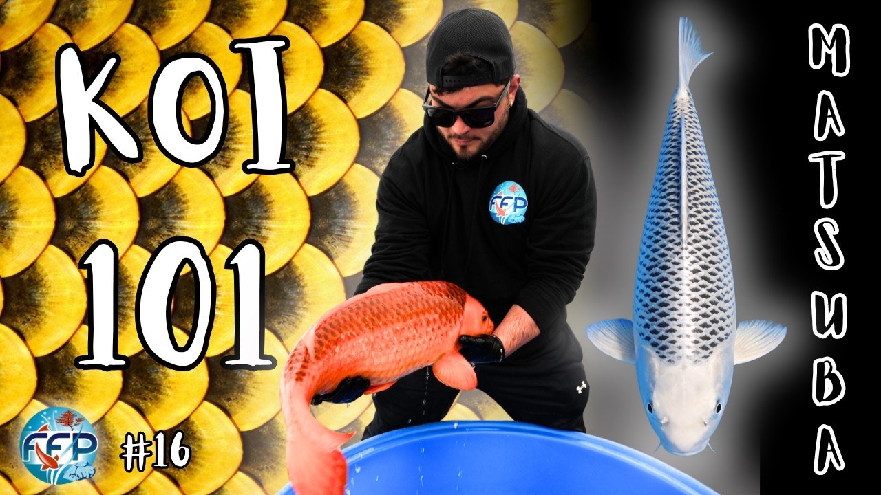 Мацуба объяснил | Сосновая шишка кои