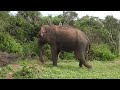 Bundala National Park Safari 2025 Incredible Wildlife Moments