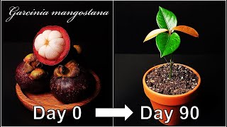 How to grow Mangosteen｜Growing Mangosteen from seed｜How to grow #66 Mangosteen｜Eng Sub screenshot 5