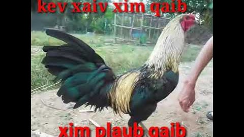 Qaib sib ncaws ( cov xim qaib uas yeej thiab sw )