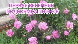 💮 ПЕРВАЯ ВЕСЕННЯЯ ПОДКОРМКА ПИОНОВ 💮 #пионы #подкормкапионов #весенняяподкормкарастений #садогород