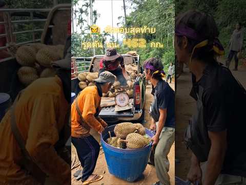 👩‍🌾  ตัดทุเรียน รอบสุดท้าย รูดทุกต้น 😅