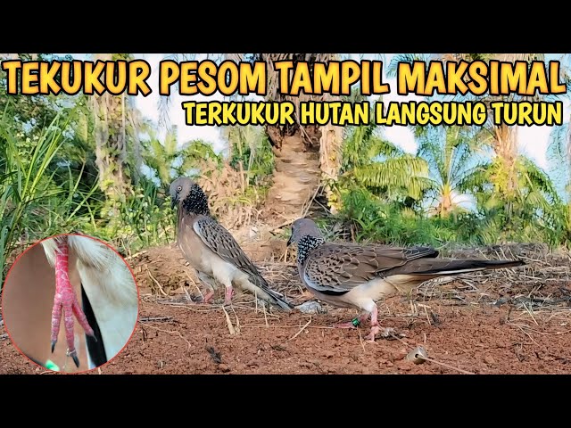 PIKAT TERKUKUR TAMPIL MAKSIMAL BURUNG HUTAN GARANG LANGSUNG TURUN class=