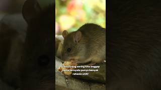 Fakta unik tikus yang jarang orang tau #faktaunik #faktamenarik #tikus