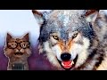 Наука для детей Животные | Волки | Мир животных Хищники