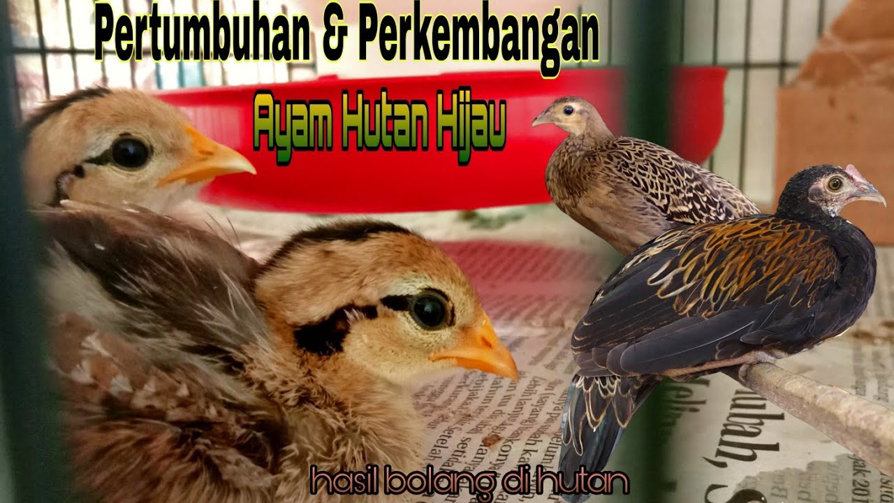 Pertumbuhan & Perkembangan Ayam Hutan Hijau (hasil bolang di hutan jati)