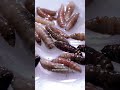 USDA's genetically modified 'NovoFly' targets screwworm