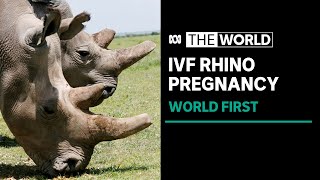German scientists achieve world's first rhino IVF pregnancy | The World
