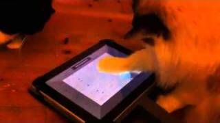 Ragdoll cat goes crazy with virtual iPad ping long ball screenshot 4
